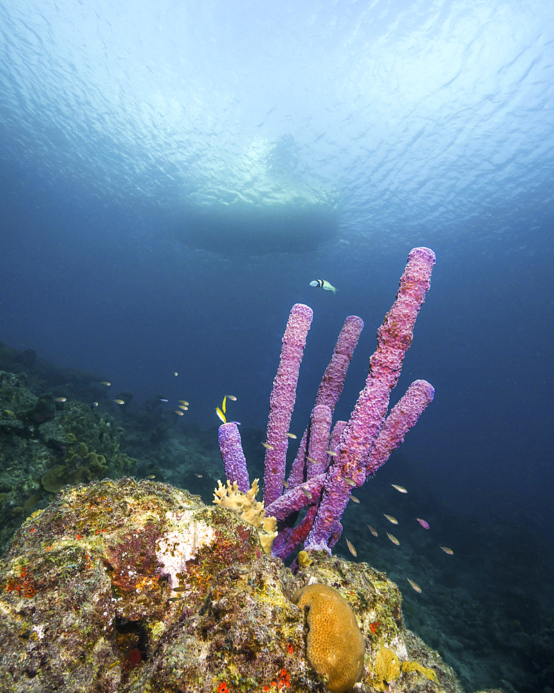 Purple stove-pipe sponge (Aplysina archeri), with boat in background, Curacao.