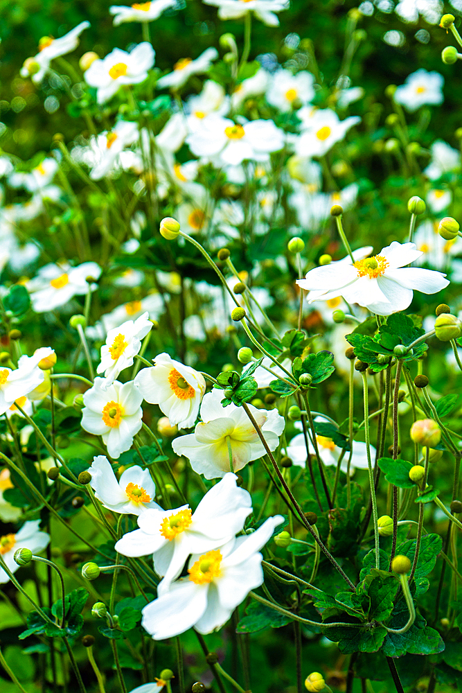 White anemones