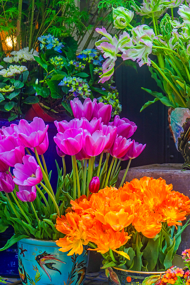 Orange and pink tulips
