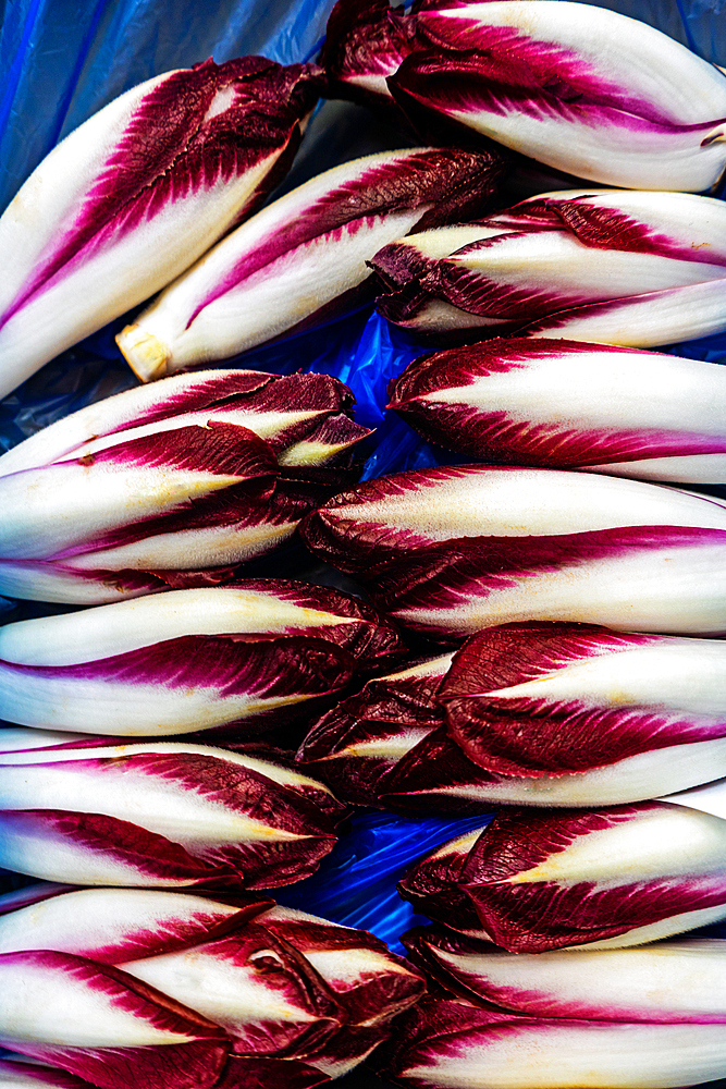 Red chicory