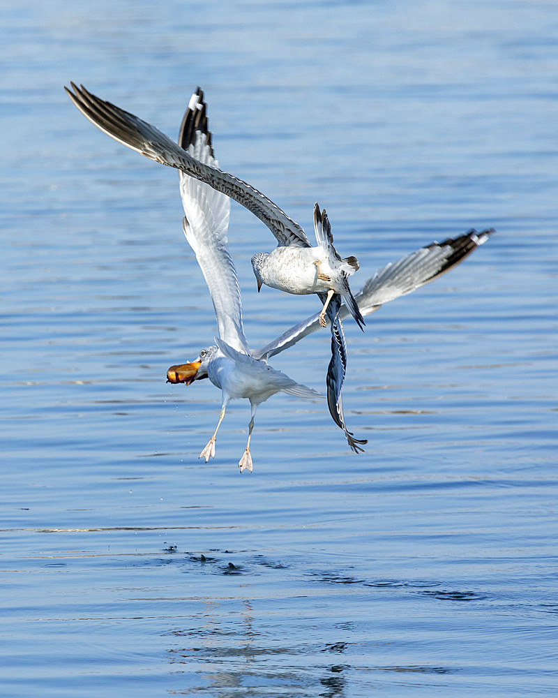 Two seagulls fight over a doughnut in midflight. Photo taken at the Raritan Bay in Keyport, New Jersey.