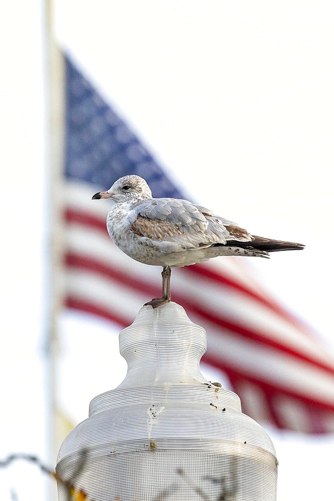 A Ring-billed Gull perches on a street lamp post in Perth Amboy, New Jersey. An American flag blows in the breeze as his backdrop.