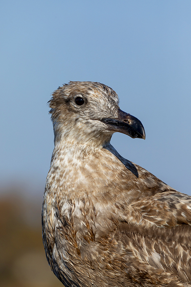 A juvenile Herring Gull is seen closeup in Keyport, New Jersey. The background is a blue sky on a beautiful autumn day.