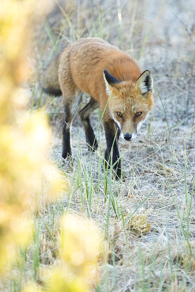 A red fox walks through the sand in the coastal area of Sandy Hook, New Jersey. He appears to gaze directly at the camera as he moves. The warm colors of fall foliage are blurred to the left. Photo taken shortly before sunset.