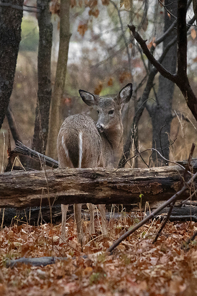 A young White-tailed Deer Doe, with a wet coat, stands in a rainy forest during autumn.