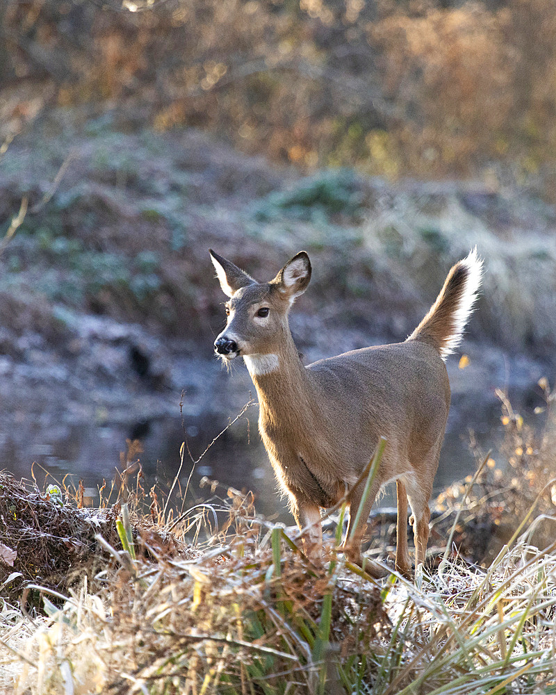 A young White-tailed Deer doe stands in a swamp during late autumn. Her posture shows that she is alert to her surroundings.