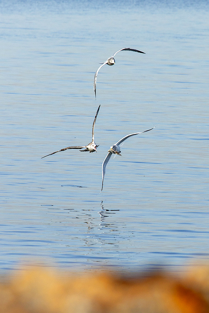 Two gulls chase another who is flying with a freshly caught fish in his bill. Photo taken at Sandy Hook, a coastal area of New Jersey.