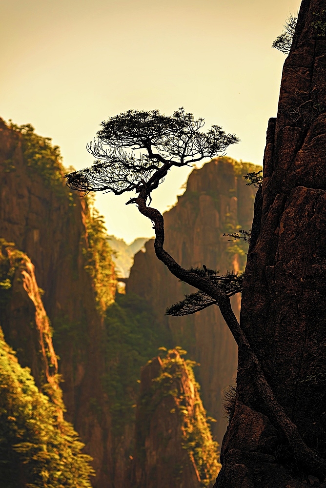 Silhouette of a cliff side pine tree. Huangshan (Mt Huang), UNESCO World Heritage and UNESCO Global Geopark, Anhui Province, China.