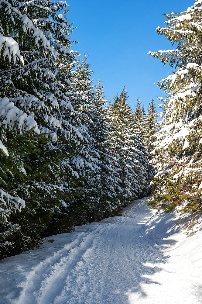 Snowy forests of Carphatian mountains Romania