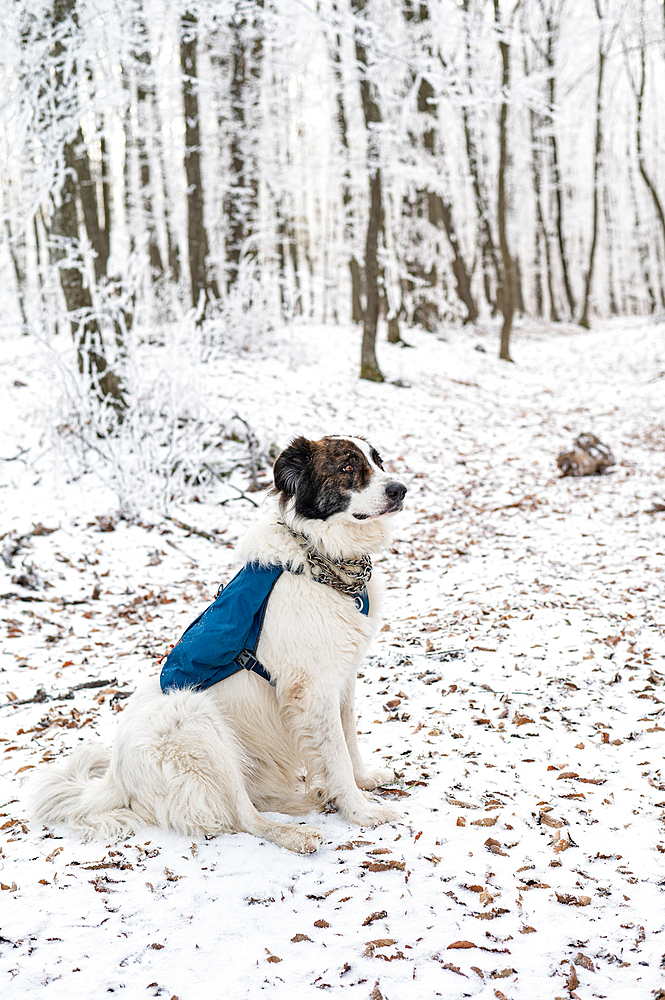 Dog in winter forest. White shepherd dog in snow landscape