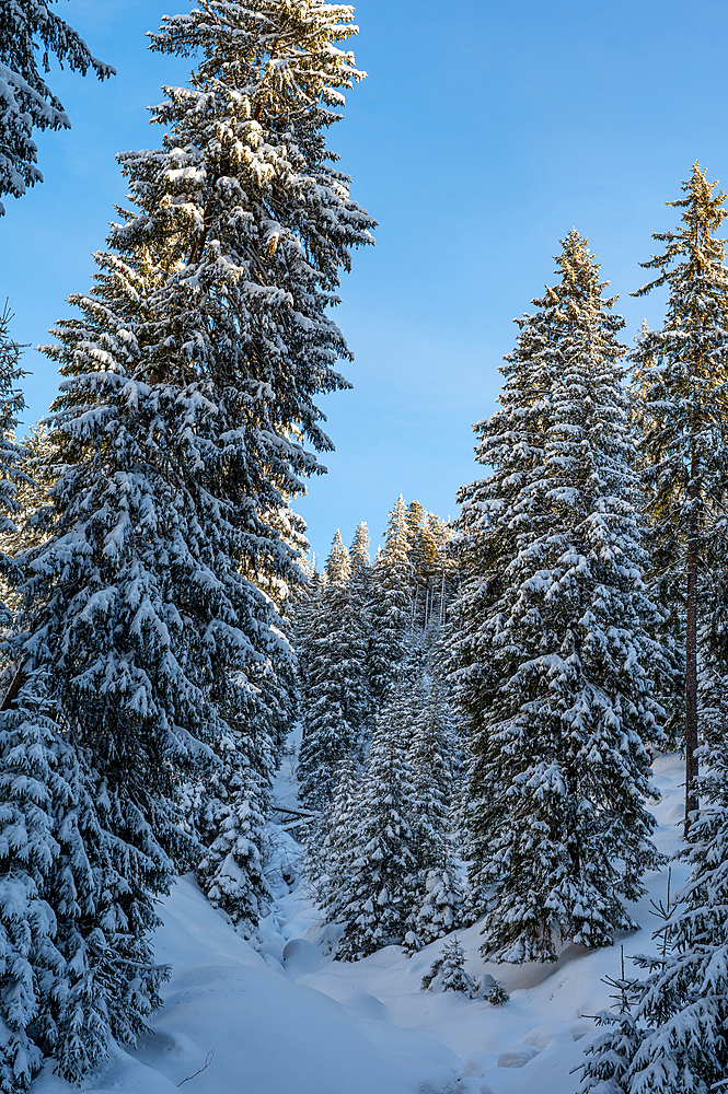 Snowy forests of Carphatian mountains Romania