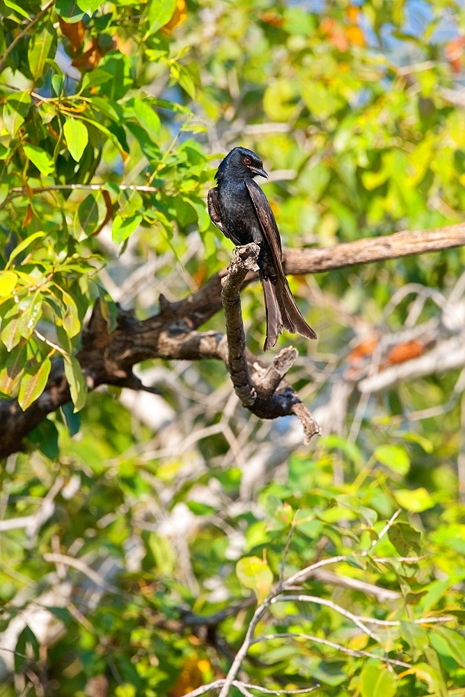 Fork-tailed Drongo, Dicrurus adsimilis, looking right, Chobe National Park, Botswana