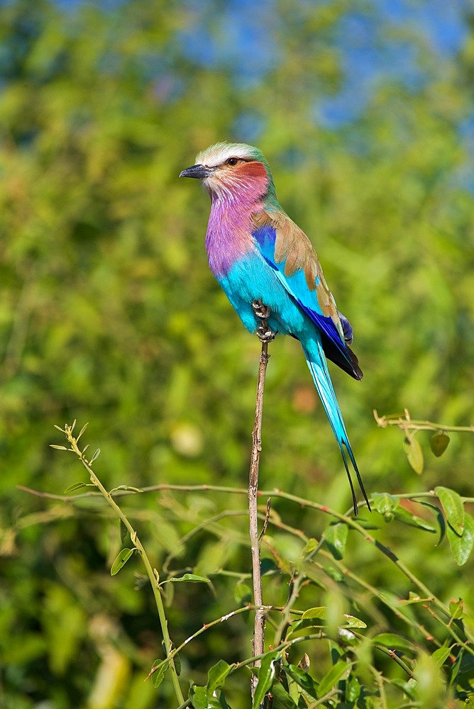 Lilac-breasted roller, (Coracias caudatus) perched on a dry branch, Chobe National Park, Botswana