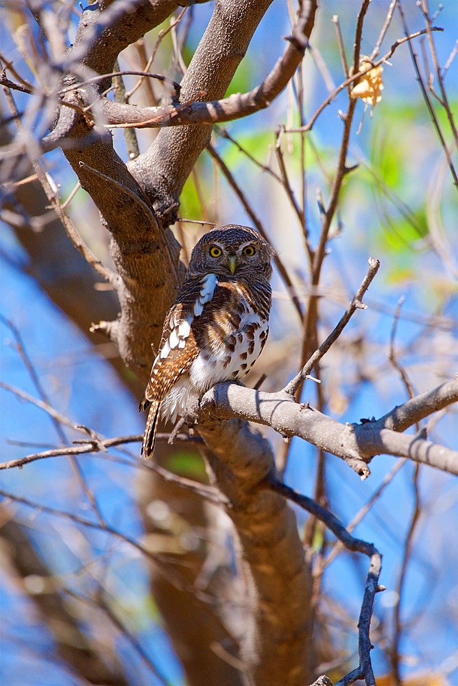 Pearl spotted owlet, perched in a tree, Glaucidium perlatum, Chobe National Park, Botswana