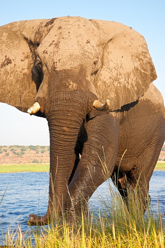 River Chobe wildlife, elephants