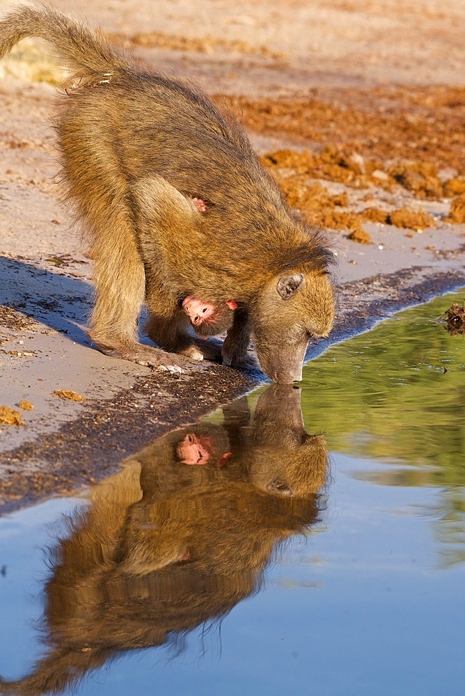 Chacma Baboon,(Papio ursinus), mother with baby drinking, reflection in water, Chobe National Park, Botswana