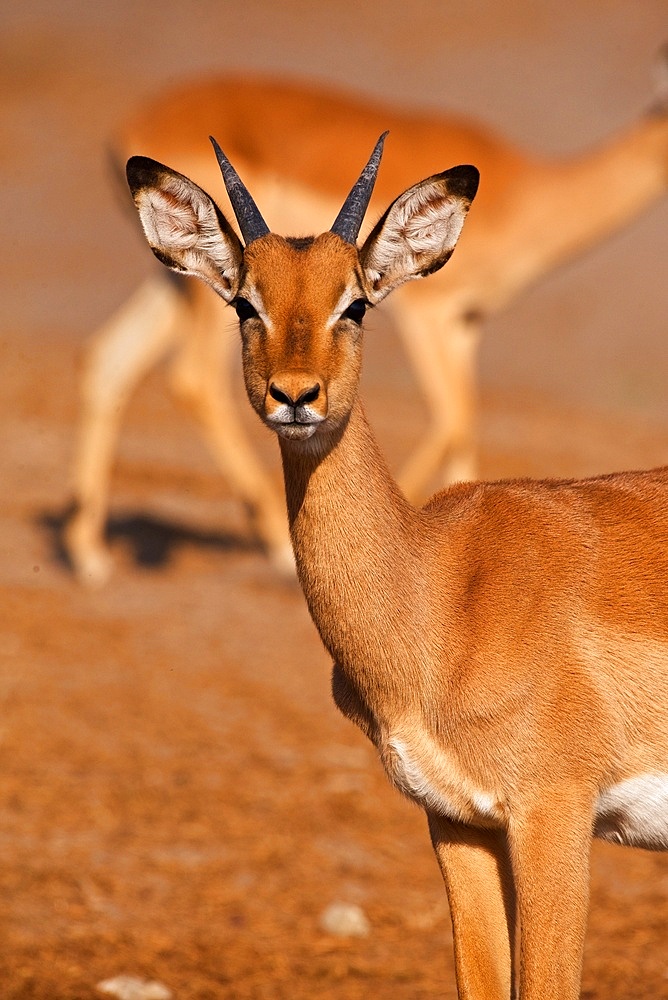 Young male Impala portrait, (Aepyceros melampus), Chobe River, Botswana, Africa