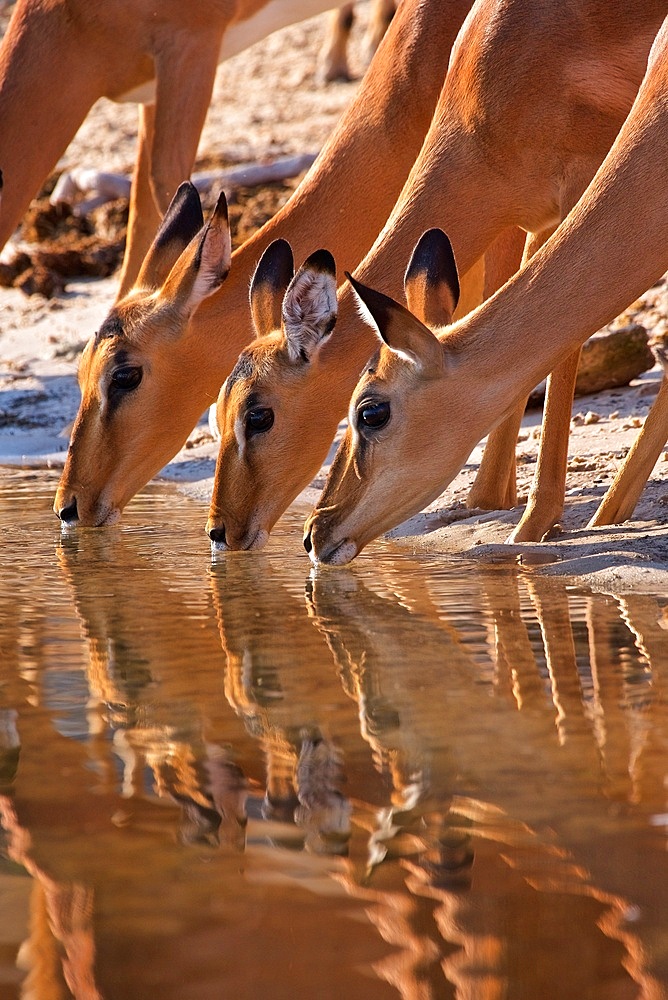 Impala, (Aepyceros melampus), x3 drinking with reflections in water, Chobe River, Botswana, Africa