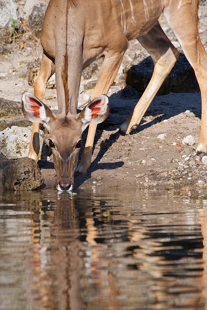 Kudu, (Tragelaphus strepsiceros), drinking, Chobe national park, Botswana