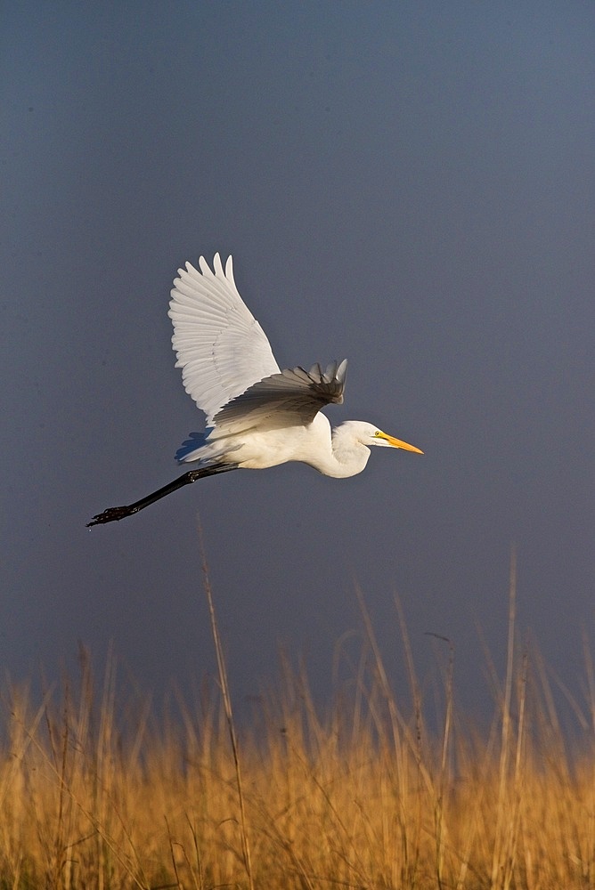 Great white egret, (Ardea alba), in flight over tall grass, Chobe national park, Botswana