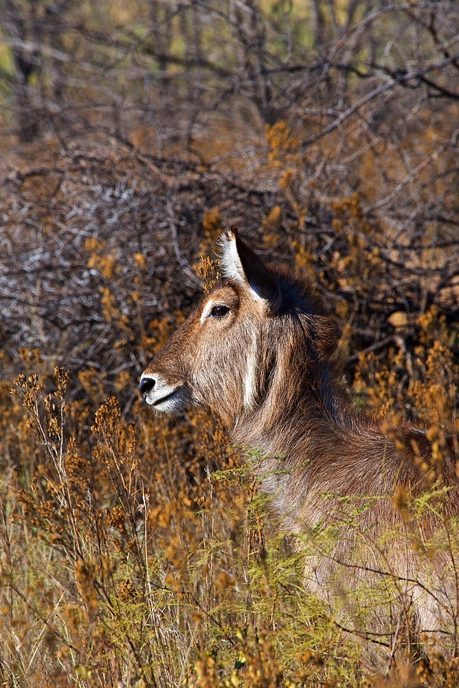 River Chobe wildlife, water buck