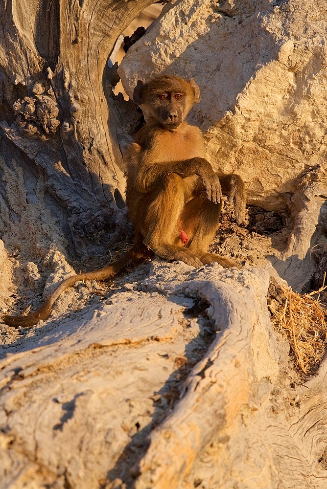Chacma baboons (Papio ursinus) young male relaxing in evening light, Chobe National Park, Botswana, Africa