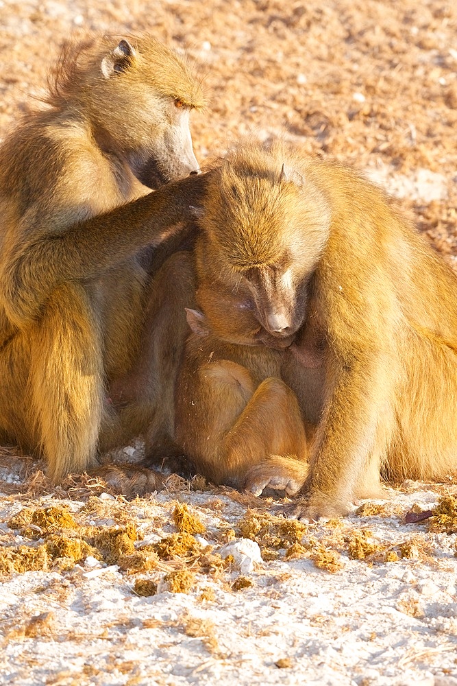 Chacma baboons (Papio ursinus griseipes) mother and baby being groomed, baby suckling, Chobe National Park, Botswana, Africa