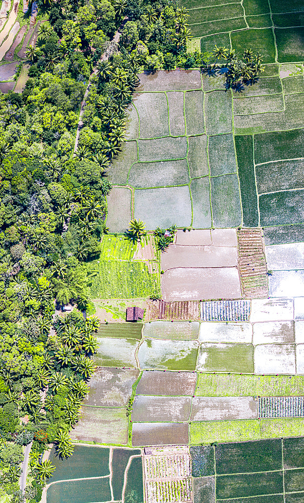 Aerial view of colorful patterned rice terraces and palm trees, Bali, Indonesia