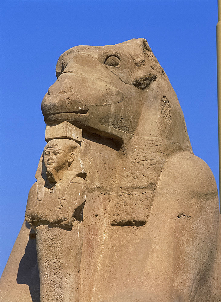 Close-up of a ram-headed sphinx of the Processional Avenue, at the Temple of Karnak, Thebes, UNESCO World Heritage Site, Egypt, North Africa, Africa