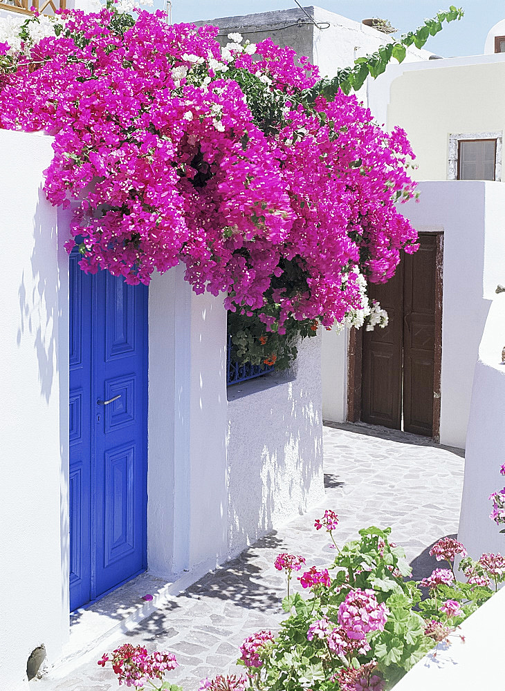 Bougainvillea, Santorini, Cyclades, Greek Islands, Greece, Europe