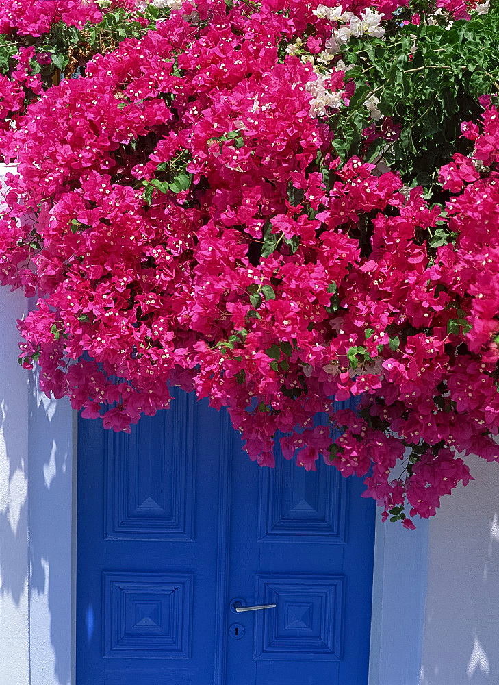 Bougainvillea in bloom above doorway, Mykonos, Cyclades Islands, Greek Islands, Greece, Europe