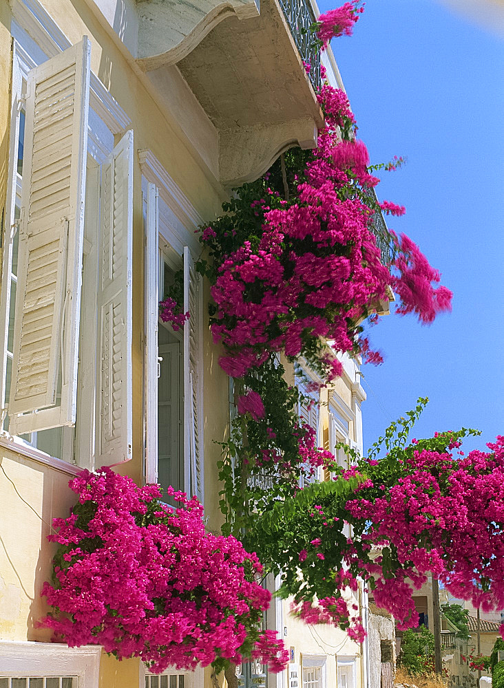 House with bougainvillea, Syros, Cyclades, Greek Islands, Greece, Europe