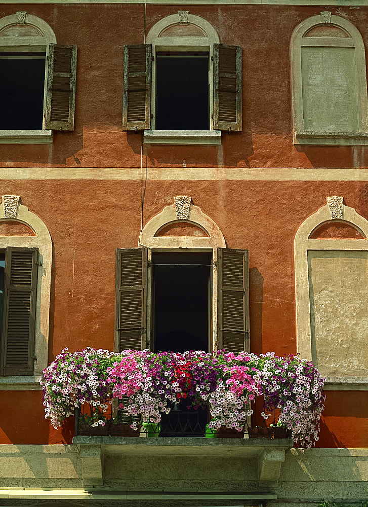 Close-up of petunias on a balcony of a house in Morcote, on Lake Lugano, Ticino, Switzerland, Europe