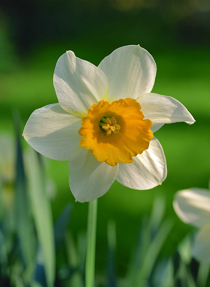 Close-up of a daffodil flower