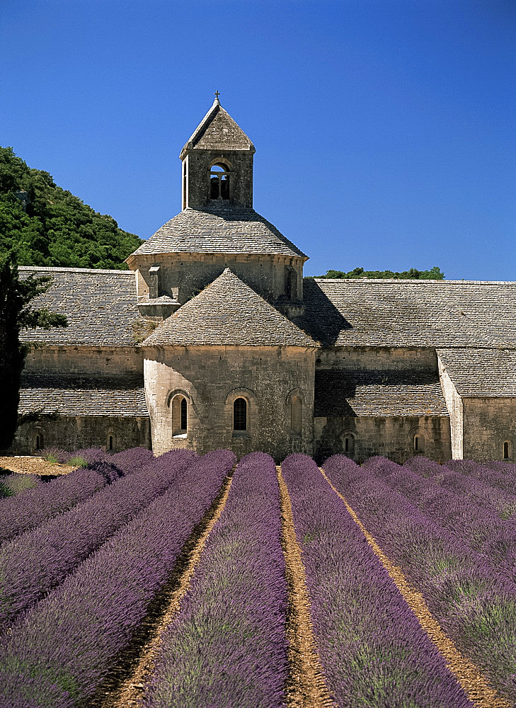 Abbaye de Senanque and lavender, near Gordes, Vaucluse, Provence, France, Europe