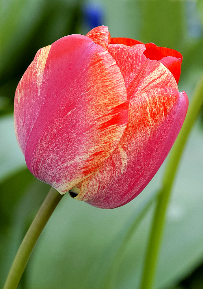 Close-up of a red and yellow tulip (Tulipa), April, England, UK, Europe