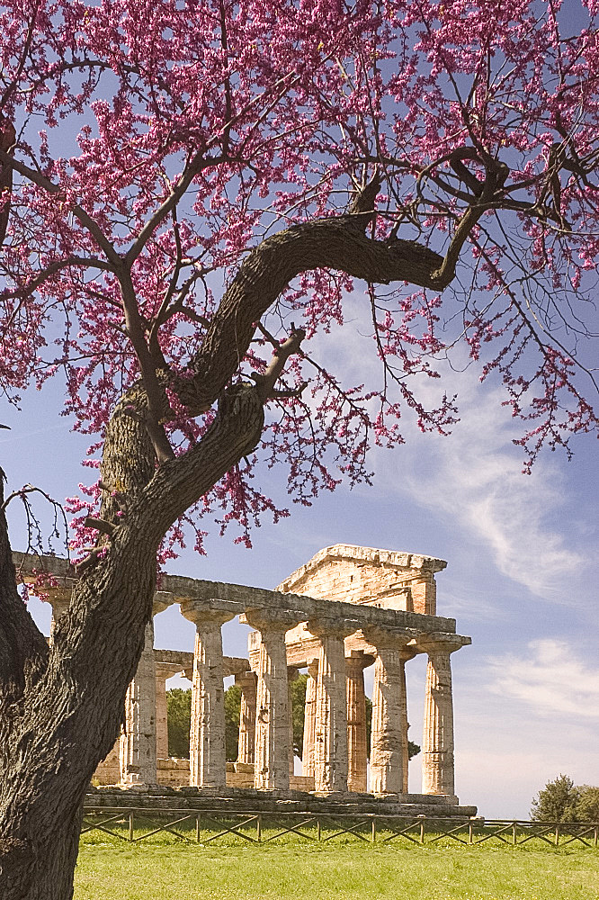 The Temple of Ceres surrounded by cherry trees, at The Temples Museum, Paestum, Campania, Italy, Mediterranean, Europe