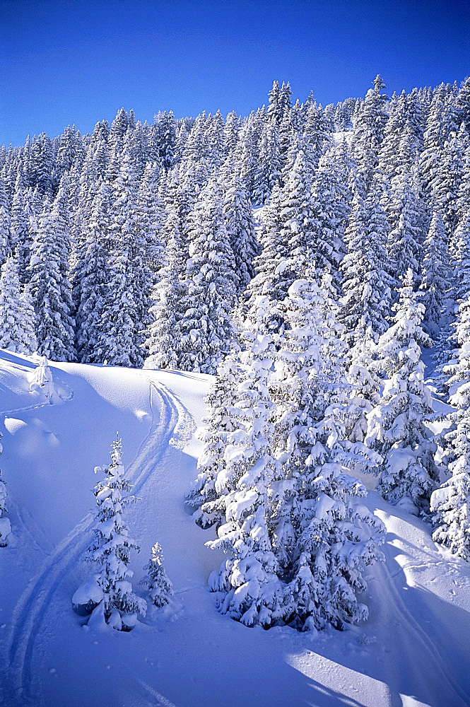 Fresh snow, Meribel, Trois Vallees, Haute-Savoie, French Alps, France, Europe