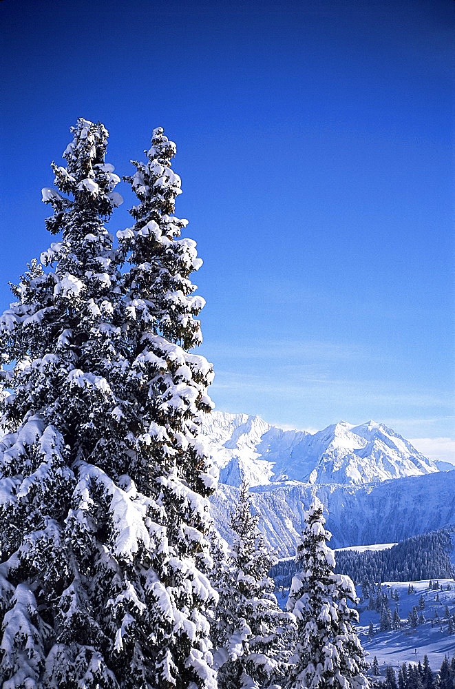 Snow covered trees, Meribel, Trois Vallees, Haute-Savoie, French Alps, France, Europe