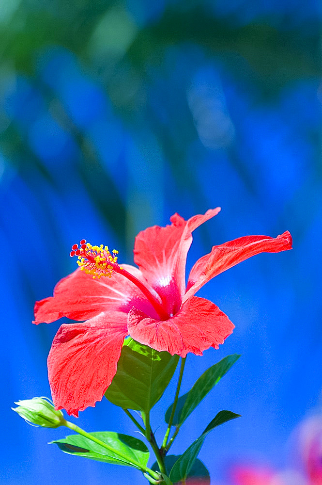 A red hibiscus flower in January, Cuba, West Indies, Central America