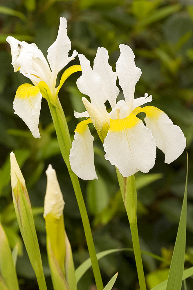 Yellow Irises