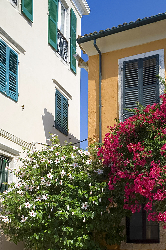 Hibiscus and bougainvillea growing in Corfu Old Town, Corfu, Ionian Islands, Greek Islands, Greece, Europe