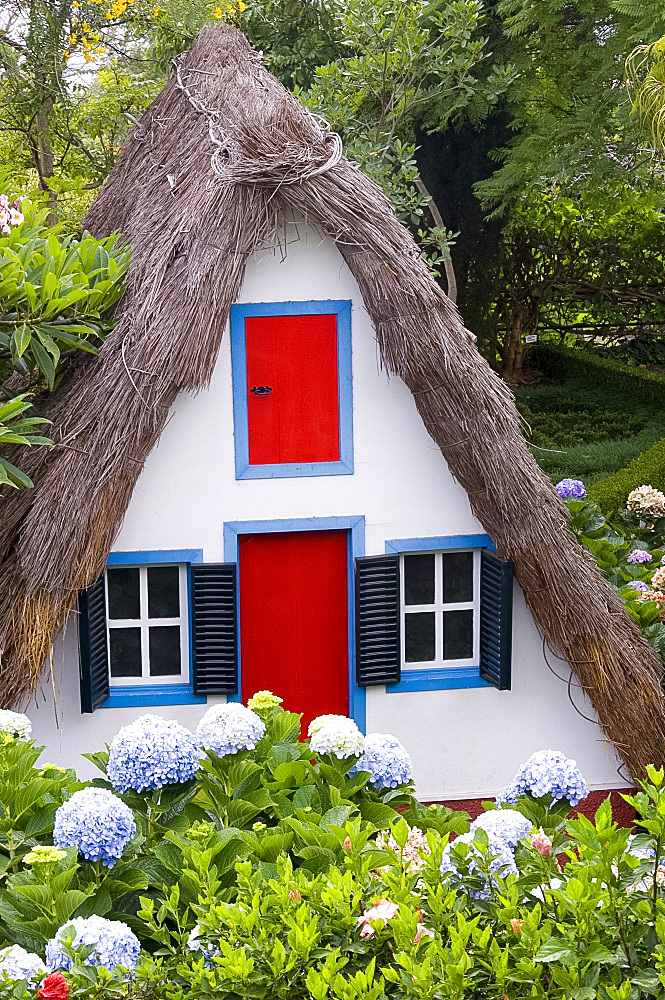 A traditional Santana house with thatched roof surrounded by hydrangeas in the Jardim Botanico, Madeira, Portugal, Europe