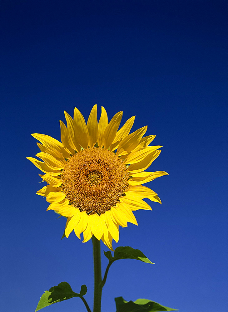 One sunflower (helianthus annuus), Provence, France, Europe