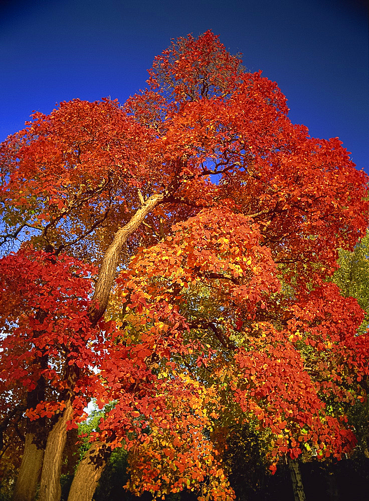 Cotinus tree in October, Royal Botanic Gardens, Kew, London, England, United Kingdom, Europe