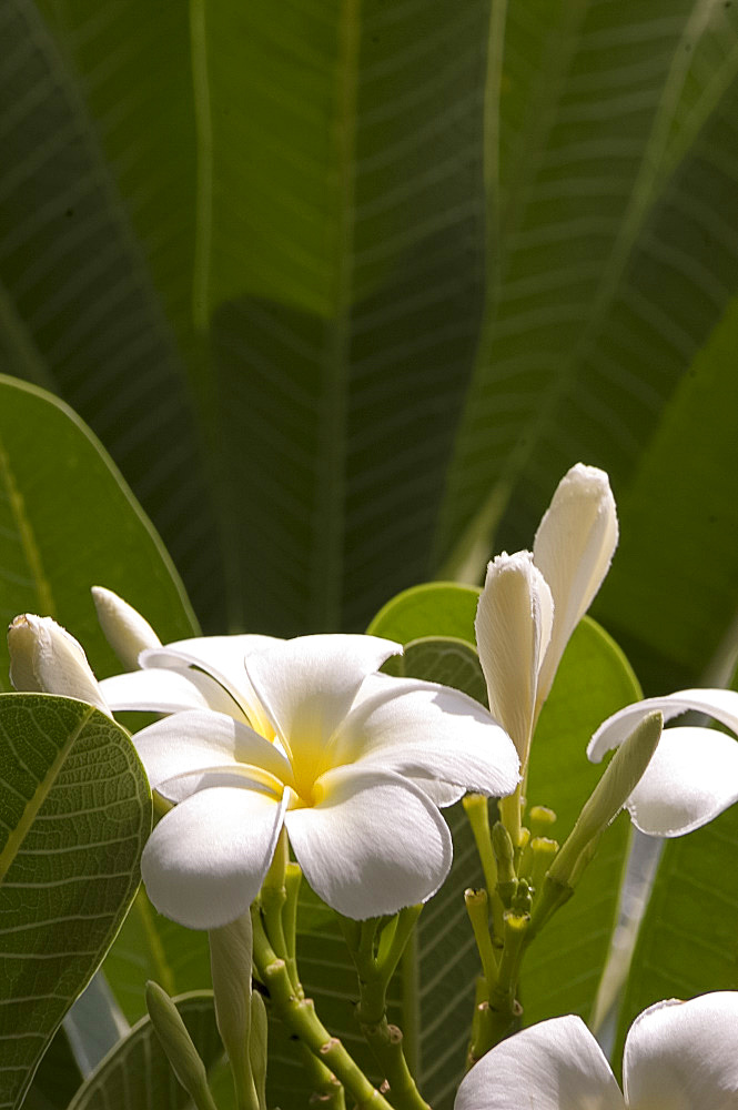 Yellow and white frangipani flowers, Zanzibar, Tanzania, East Africa, Africa