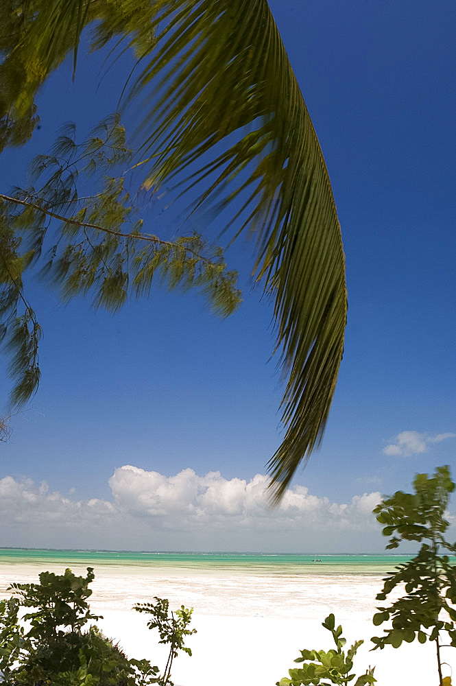 A palm branch above the beach, Michamvi Beach, Zanzibar, Tanzania, East Africa, Africa