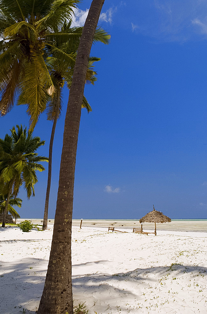 Thatched beach umbrellas and traditional sunbeds made from coconut wood on the beach at Paje, Zanzibar, Tanzania, East Africa, Africa