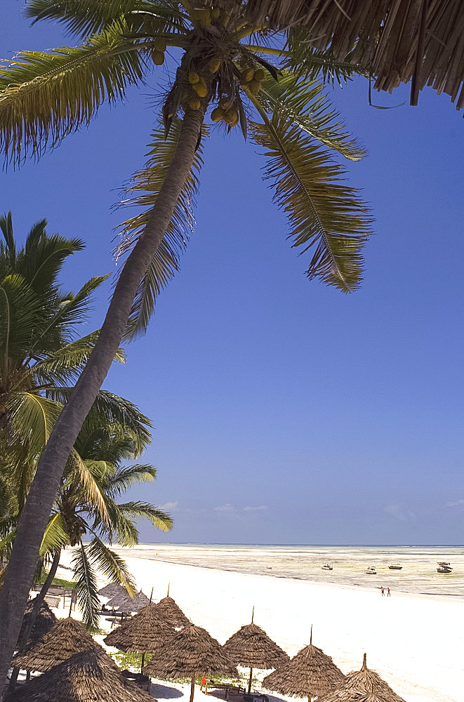 Thatched beach umbrellas on the beach at Paje, Zanzibar, Tanzania, East Africa, Africa