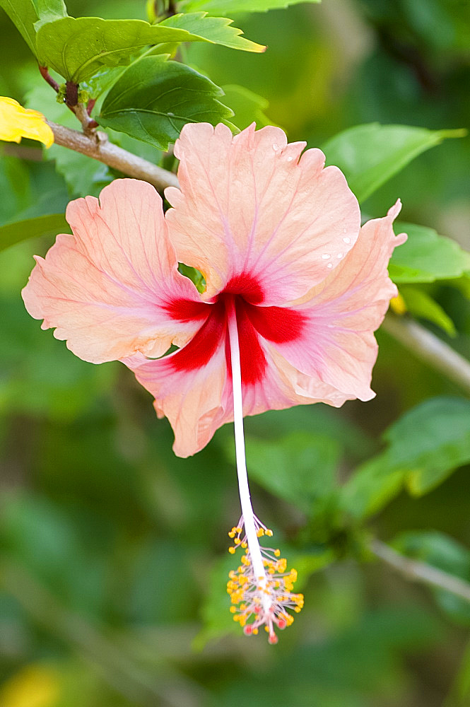 A red and orange coloured hibiscus flower, Zanzibar, Tanzania, East Africa, Africa